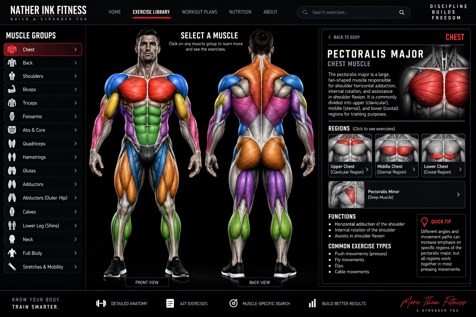 Male front and back muscle anatomy